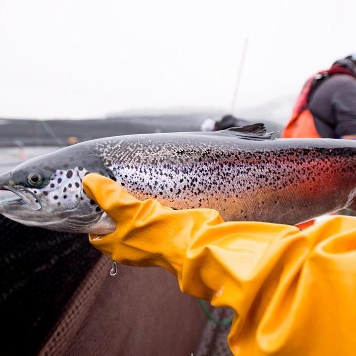 Feds delay B.C.'s open-net salmon farms closure until 2029, offer five-year renewals